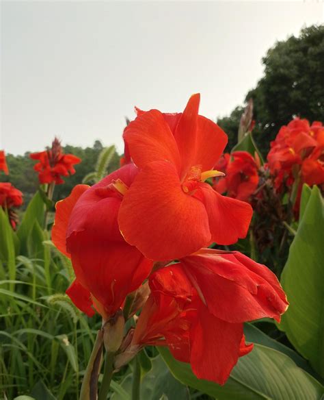 美人蕉花|大花美人蕉（美人蕉科美人蕉属植物 ...